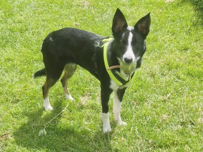 Border Collie Puppies for sale in Yorkshire