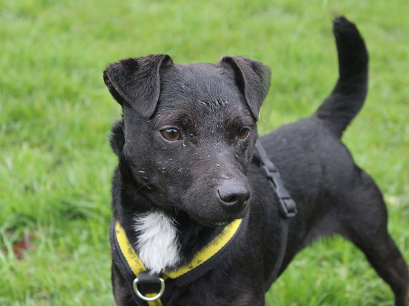 Patterdale rescue hot sale near me