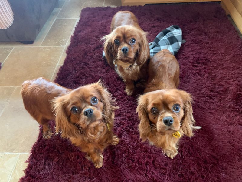 Cavalier king charles hot sale spaniel rescue puppies