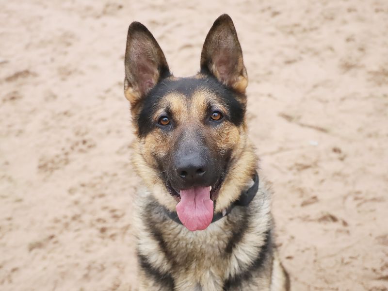 German shepherd best sale rescue south yorkshire