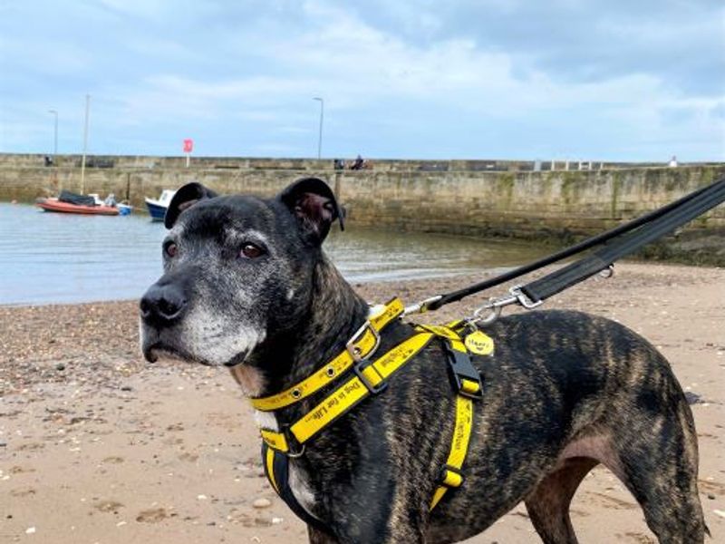 Harry | Terrier (Staffordshire Bull) Cross | West Calder (Edinburgh) - 1