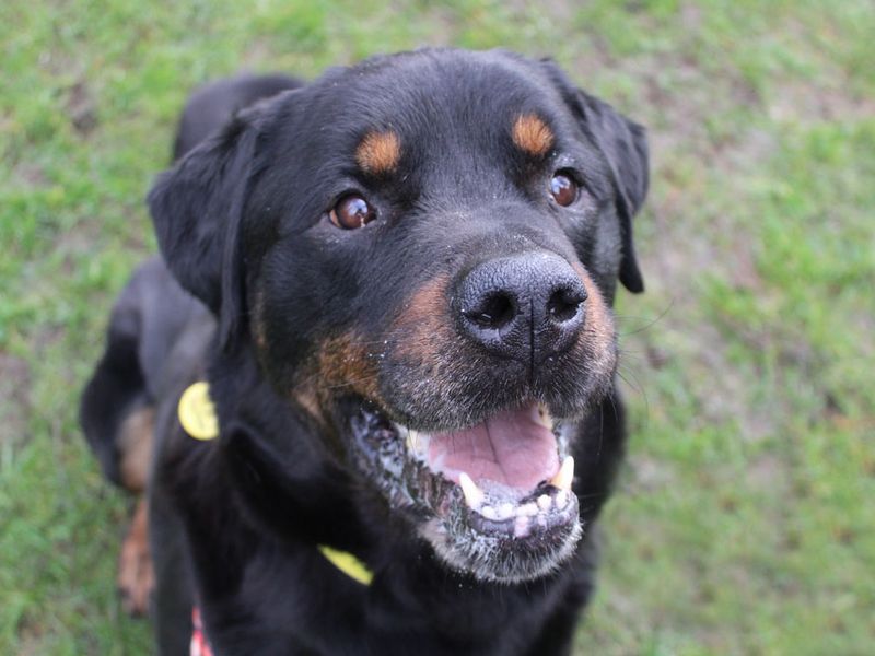 Rottweiler rescue near store me