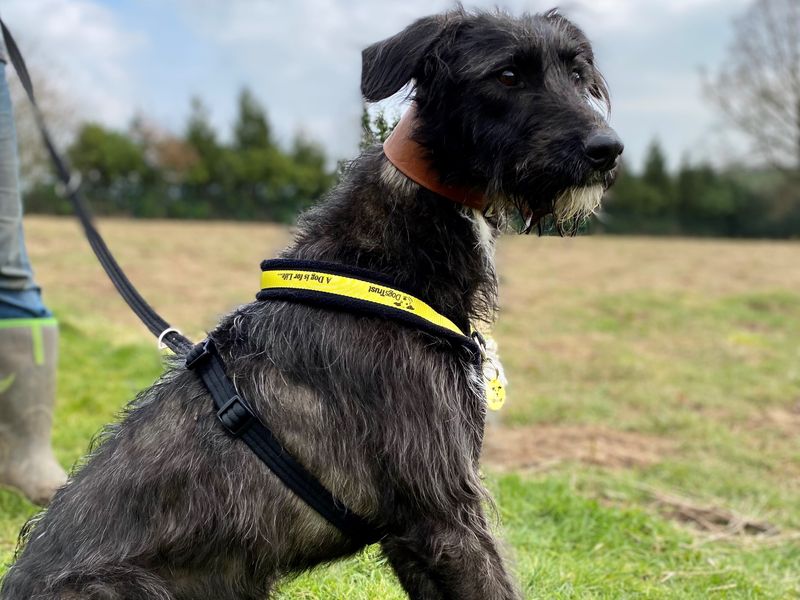 Lurcher best sale dogs trust