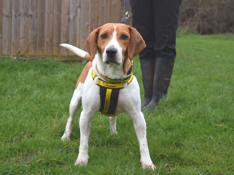 Beagle deals rescue centre