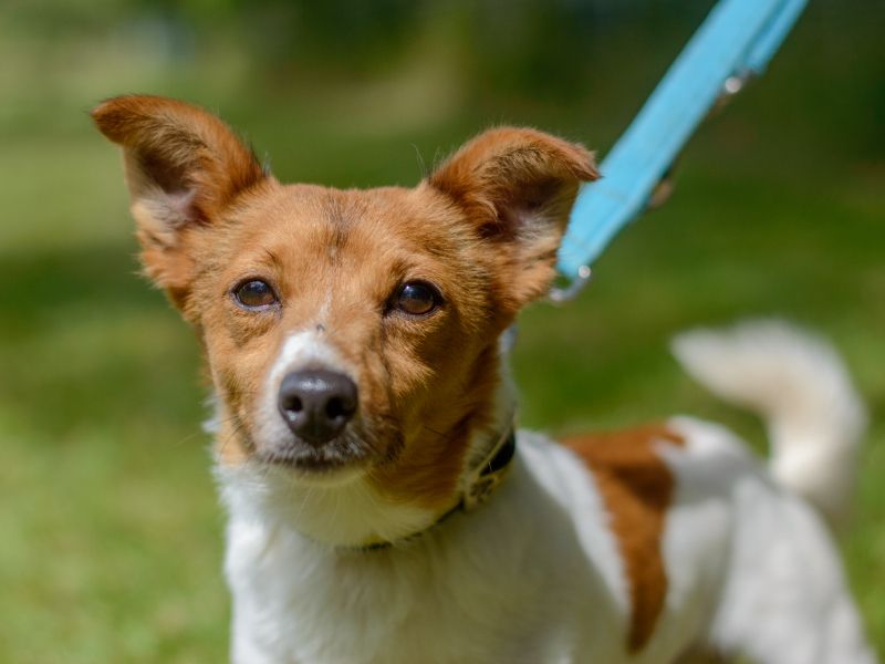 Jack Russells for sale in Kenilworth, Warks