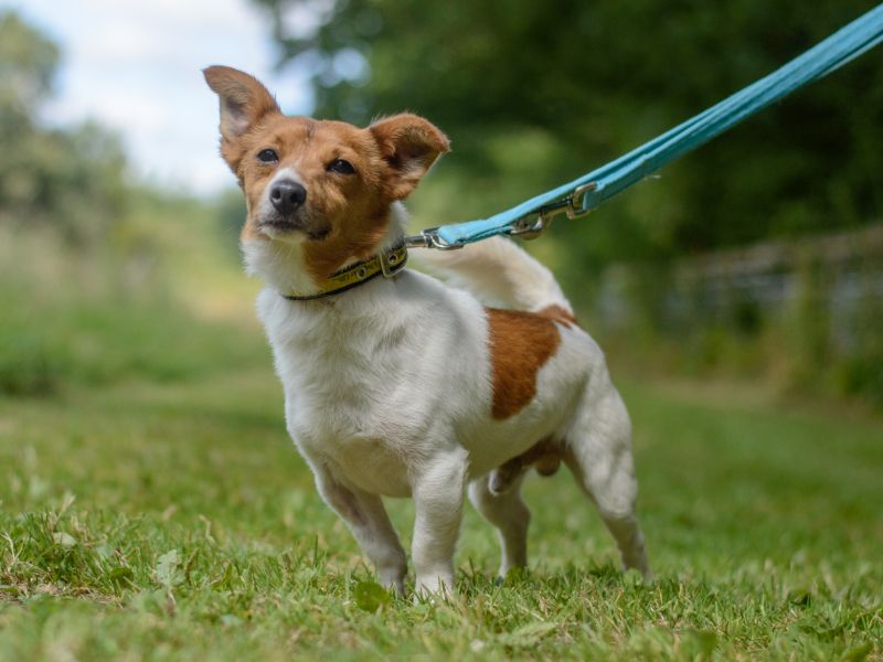 Billy for sale in Kenilworth, Warks - Image 5