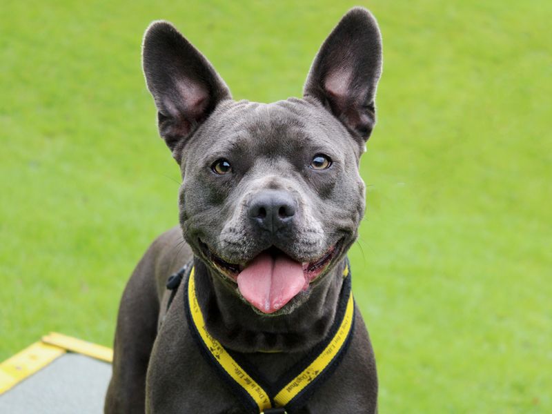 Staffie Puppies for sale in Merseyside