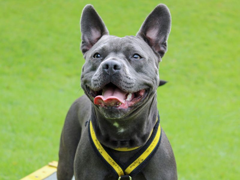 Staffordshire Bull Terriers for sale in Liverpool, Merseyside