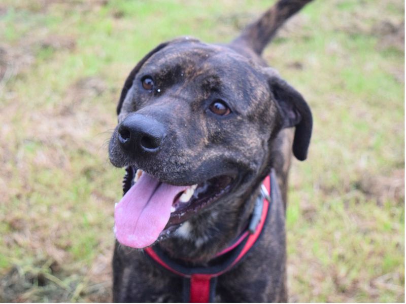 Aura | Mastiff Cross | Harefield West London - 1