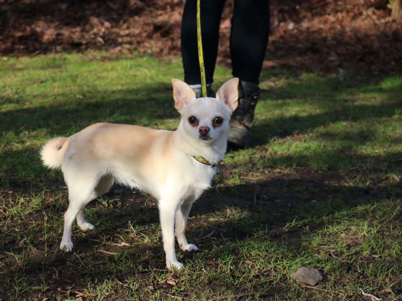 Looking to store adopt a chihuahua