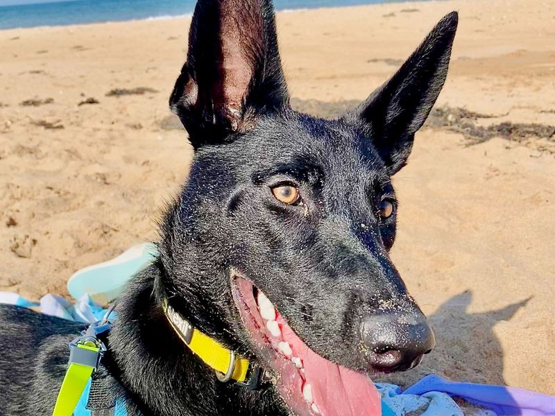 Kiera | Belgian Shepherd Dog (Malinois) Cross | West Calder (Edinburgh) - 1