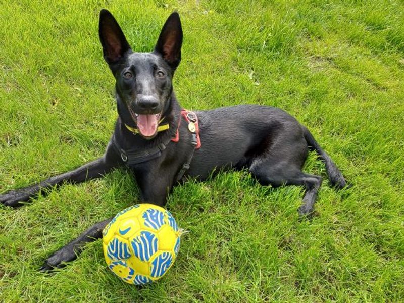 Freya | Belgian Shepherd Dog (Malinois) Cross | West Calder (Edinburgh) - 1