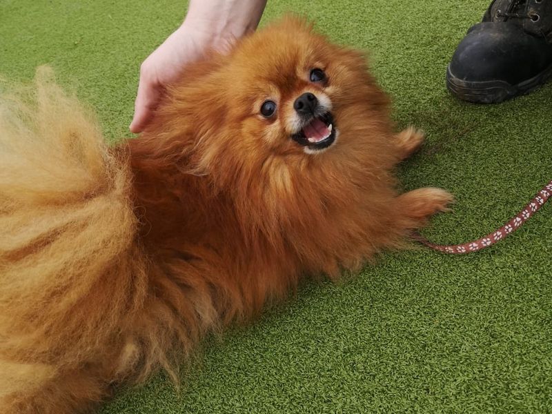 Pomeranian Puppies for sale in West Sussex