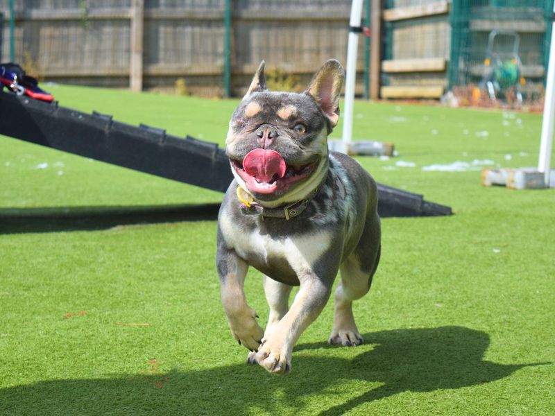 Rocko for sale in Uxbridge, London