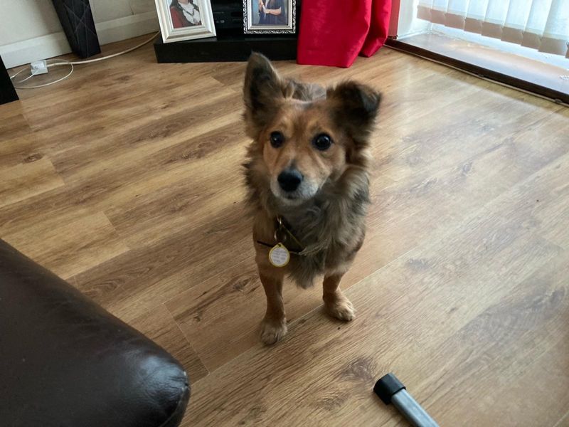 Scamp | Terrier (Jack Russell) | Darlington - 1