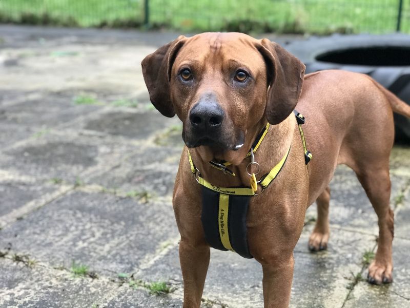 Rhodesian ridgeback hot sale rescue centre