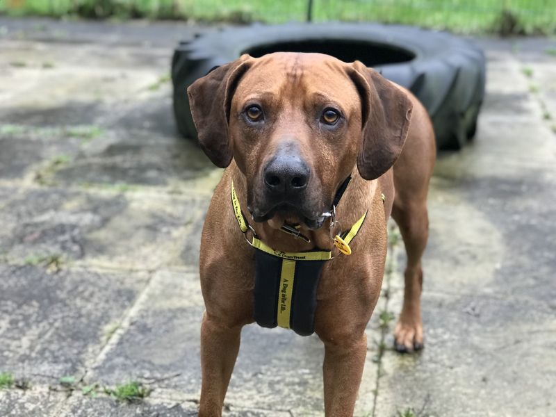 Rhodesian ridgeback rescue near sales me