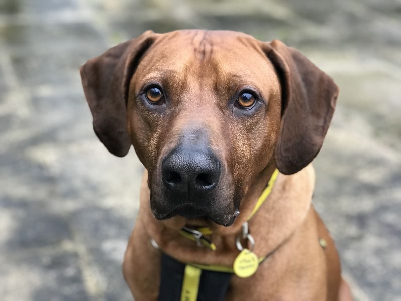 Rhodesian ridgeback hot sale adoption