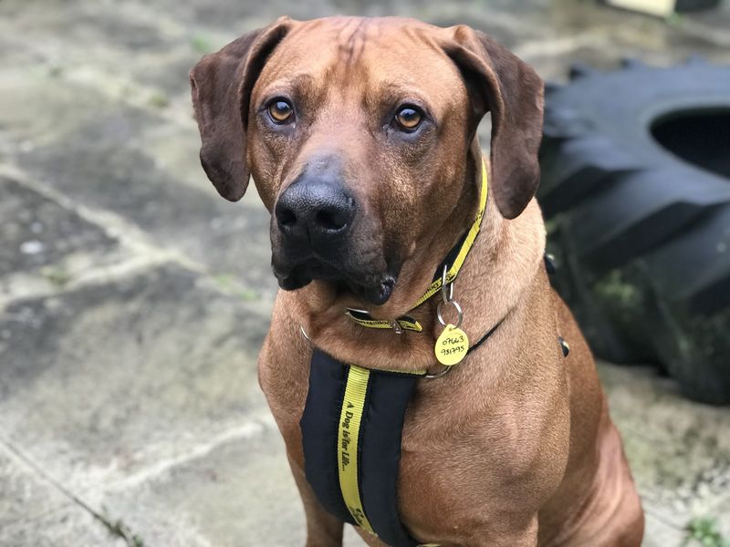 Rhodesian ridgeback akita sales mix