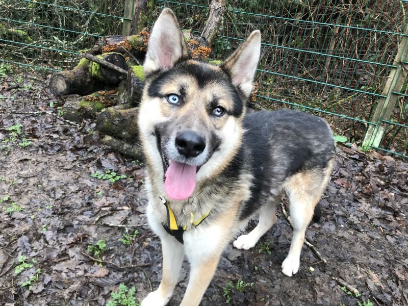 Siberian husky cross german sales shepherd