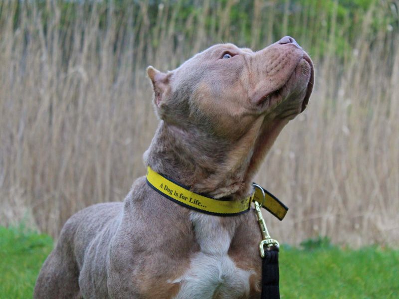 Adopt an best sale american bully