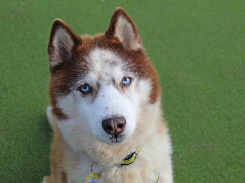 Husky store rescue centre