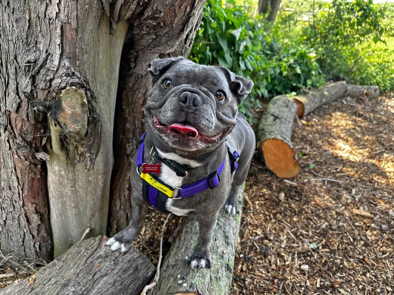 Frazer | French Bulldog | Shoreham (Sussex) - 1