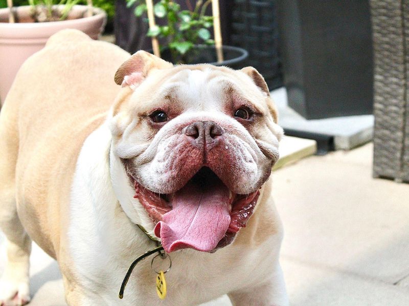 English Bulldogs for sale in Evesham, Worcestershire