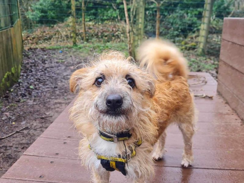 Bichon frise discount corgi mix