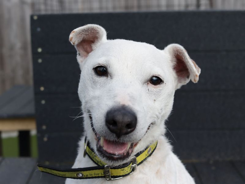 Scrabble | Terrier (Jack Russell) Cross | Evesham (Worcestershire) - 1