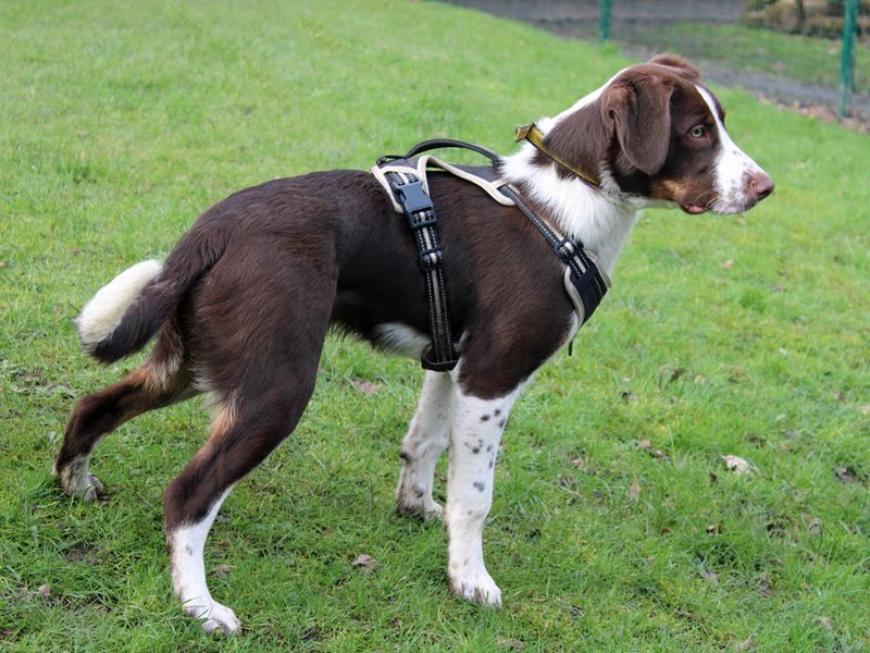 Lurcher cross cheap springer spaniel