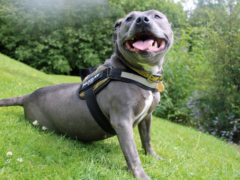 Staffordshire Bull Terriers for sale in Liverpool, Merseyside