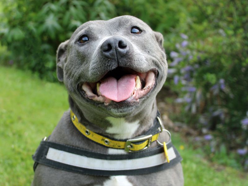 Staffie Puppies for sale in Merseyside