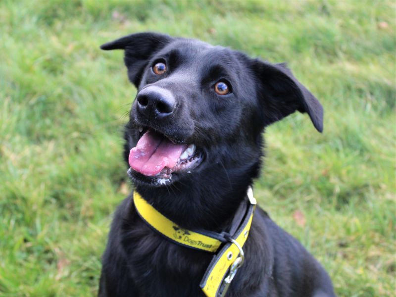 Labrador sales cross rescue