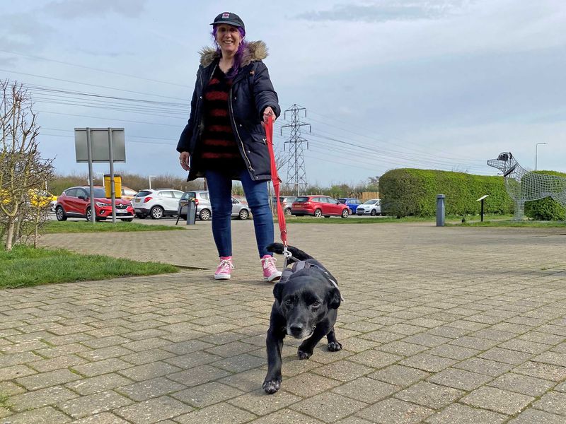 Snowy | Terrier (Jack Russell) | Basildon (Essex) - 1