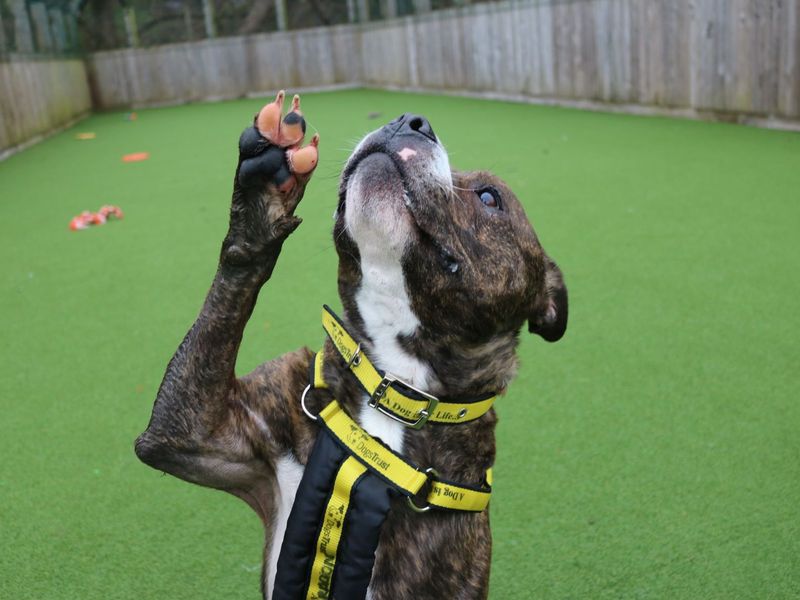 Harvey - at the Dogs Trust - Glasgow needs a new home - RescueScottishPets