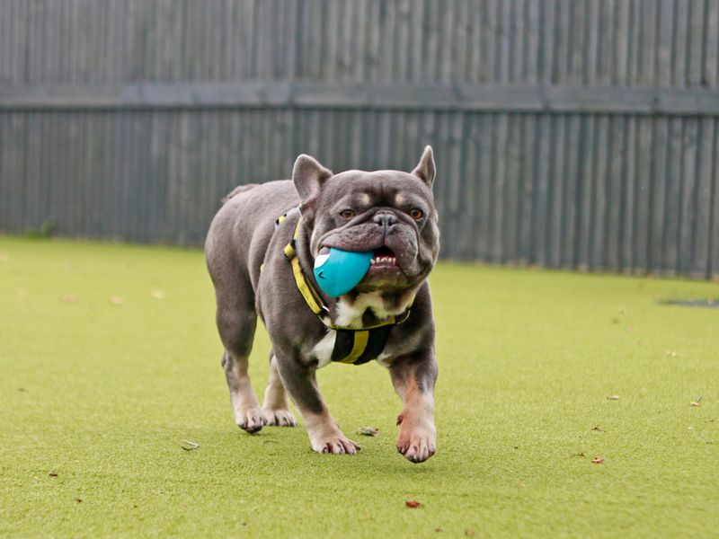 Freddie | French Bulldog | Shoreham (Sussex) - 1