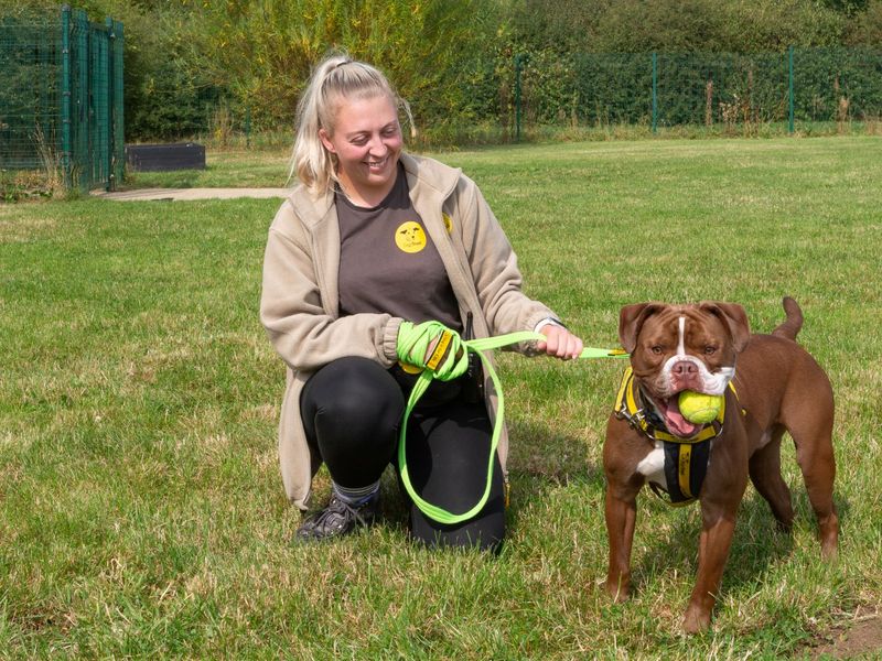 English Bulldogs for sale in Wymeswold, Leicestershire