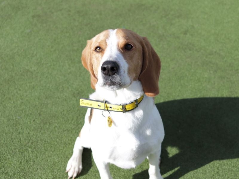 Lemon beagle hot sale rescue