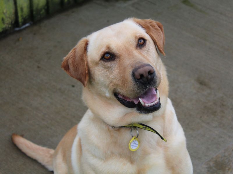 Labrador best sale rehoming yorkshire