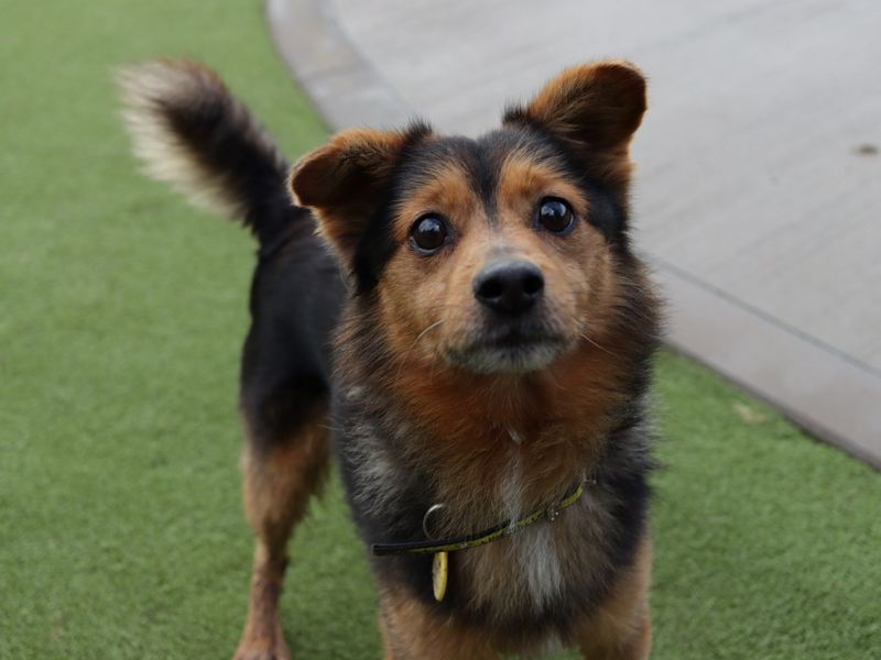 Terrier mix rescue hot sale dogs near me