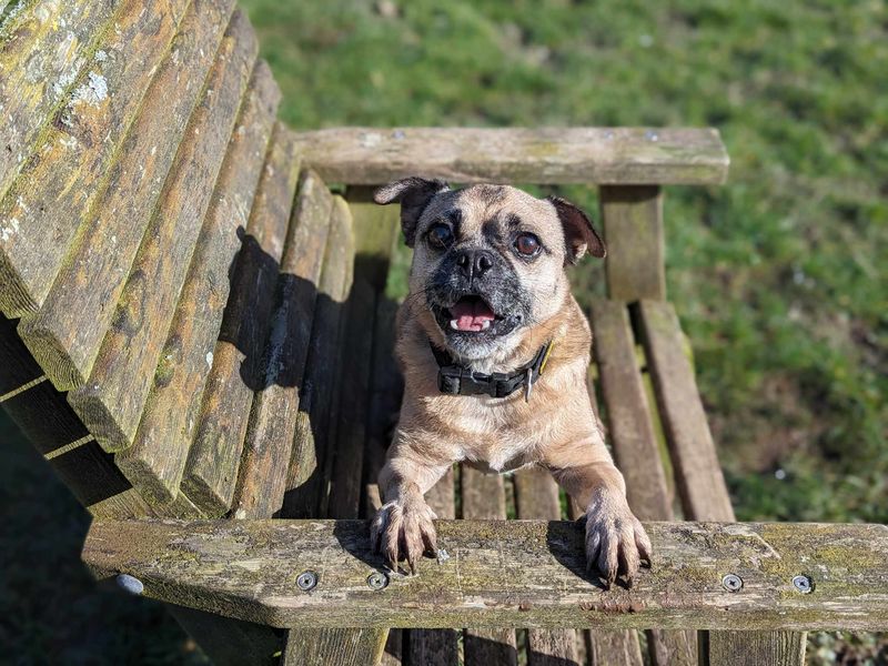 Fergi | Pug Cross | Bridgend (Wales) - 1