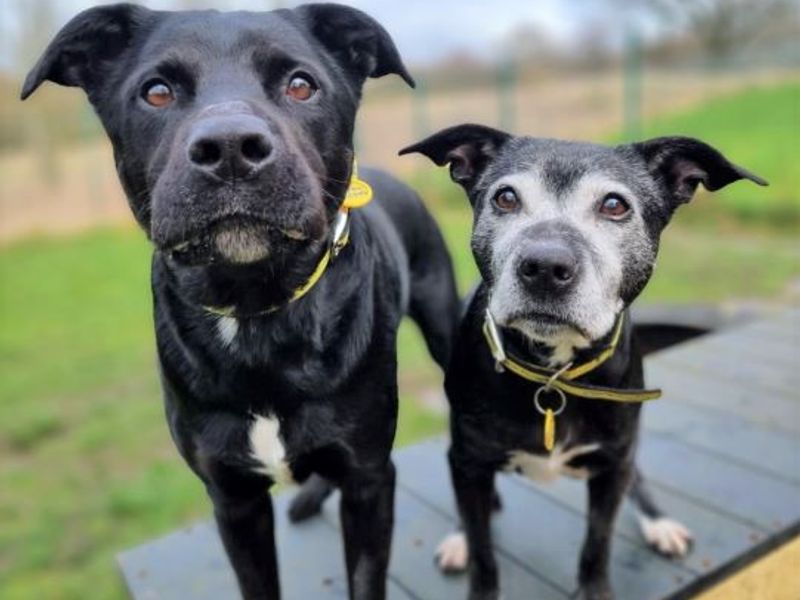 Mia | Terrier (Staffordshire Bull) Cross | West Calder (Edinburgh) - 1