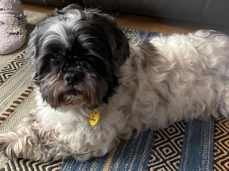 Shih tzu rescue sales and rehoming centre