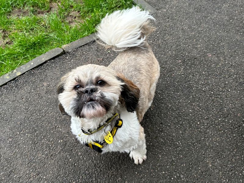 Shih tzu 2024 staffordshire cross