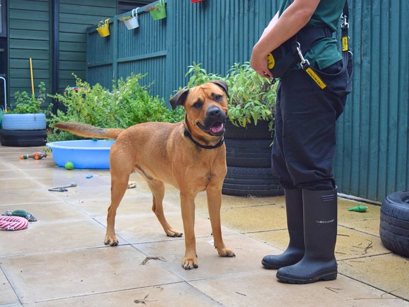 Tyson. | Terrier (Staffordshire Bull) Cross | Harefield West London - 1