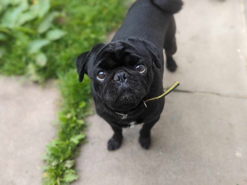 Bugzy | Pug | Bridgend (Wales) - 1