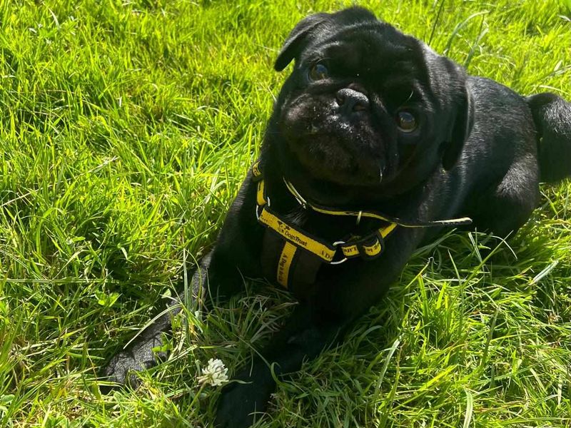 Pugs for sale in Mid Glamorgan, Wales