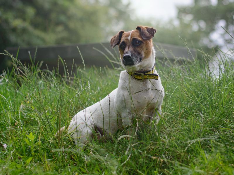 Jack Russell Puppies for sale