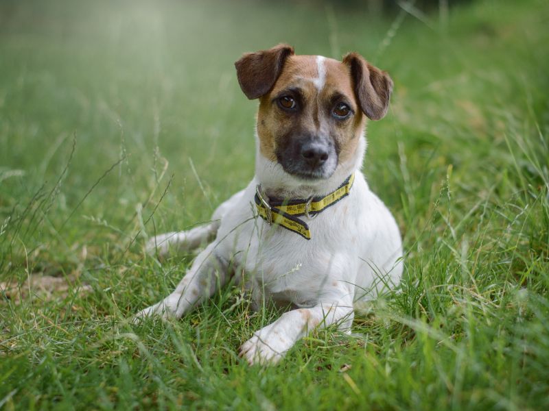 Sammy | Terrier (Jack Russell) | Kenilworth (West Midlands) - 1